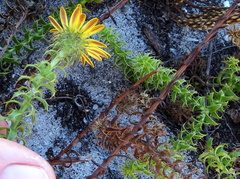 Cullumia setosa setosa