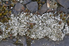 Cladonia symphycarpa
