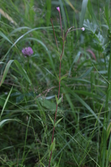 Epilobium collinum