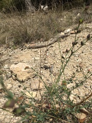 Thamnosma texana
