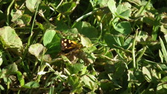 Metisella metis paris