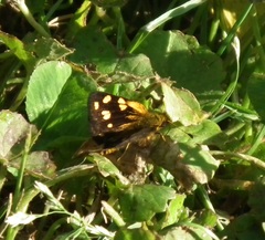 Metisella metis paris