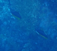 Heniochus singularius