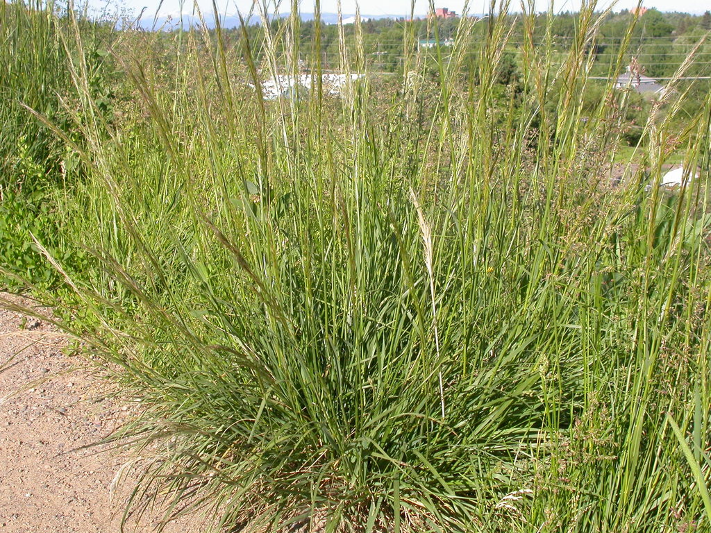 Green Needlegrass (Plants of Lathrop State Park) · iNaturalist