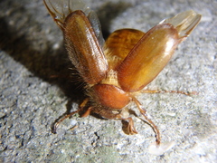 Holochelus brenskei