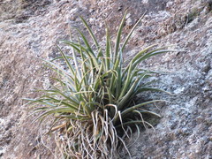 Tillandsia capitata