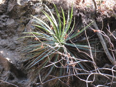 Agave filifera