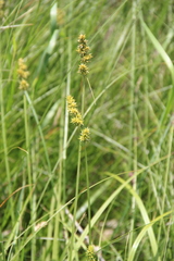 Carex otrubae
