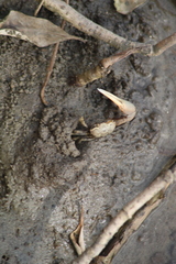 Leptuca panacea image