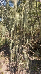 Usnea barbata