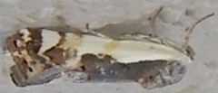 Tarache augustipennis