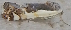 Tarache augustipennis