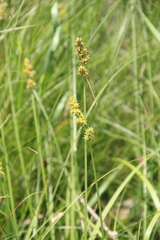 Carex otrubae