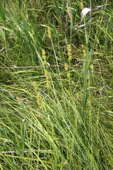 Carex otrubae