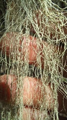 Usnea barbata