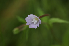 Epilobium collinum