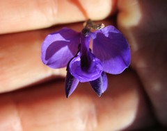Polygala microphylla
