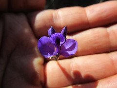 Polygala microphylla