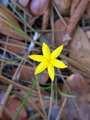 Hypoxis juncea