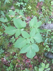 Angelica atropurpurea
