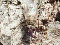 Lispocephala alma