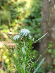 Cirsium nuttallii