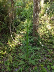 Cirsium nuttallii