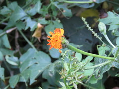 Lasianthaea macrocephala