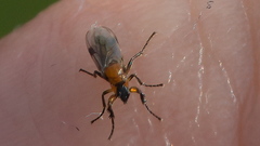 Dilophus tibialis breviceps