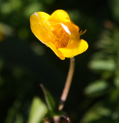 Ranunculus orthorhynchus