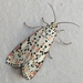 Heliotrope Moth - Photo (c) Hyongchan, some rights reserved (CC BY-NC), uploaded by Hyongchan