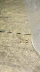 Maccaffertium terminatum terminatum