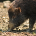 臺灣野豬 - Photo (c) Lai Wagtail，保留部份權利CC BY-NC-ND