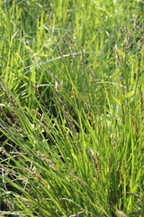 Carex paniculata