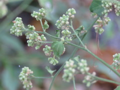 Salpianthus purpurascens