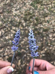 Lavandula angustifolia