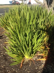 Xeronema callistemon