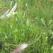 Gentianopsis macounii - Photo (c) J. Burke Korol, algunos derechos reservados (CC BY-NC), uploaded by J. Burke Korol