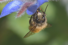 Osmia bicornis