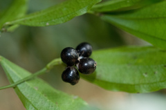 Cocculus laurifolius