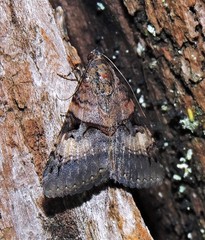 Melipotis nigrobasis