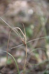 Carex phyllostachys