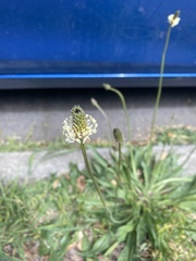 Plantago lanceolata