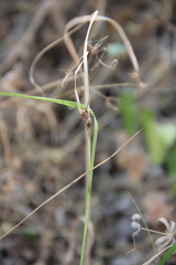 Carex phyllostachys