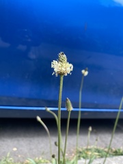 Plantago lanceolata
