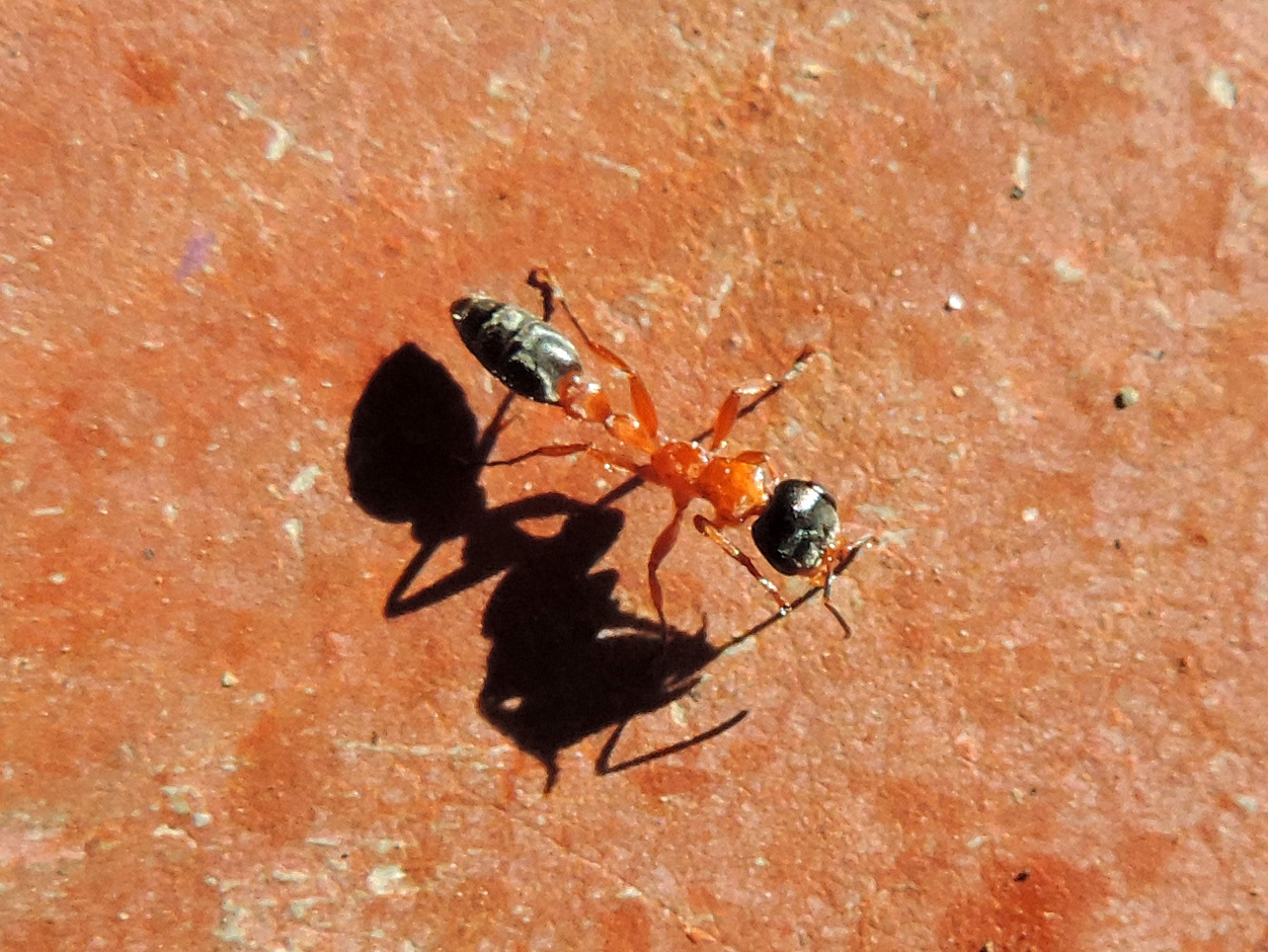 Pseudomyrmex major