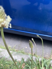 Plantago lanceolata