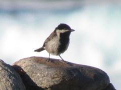 Melaniparus afer afer