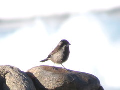 Melaniparus afer afer