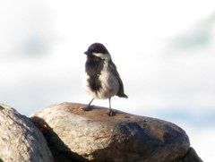 Melaniparus afer afer